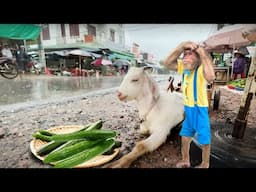 Cutis take goat harvesting cucumbers to sell market suddenly have big incident! so pity 😓