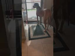 Upset Great Dane