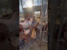 Farm morning routine 🐓🐄🐖 #ferkofamilyfarm #morningchores
