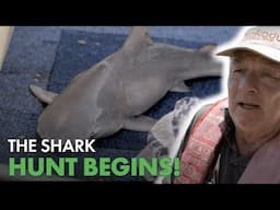 Chasing The Elusive Speartooth Shark...