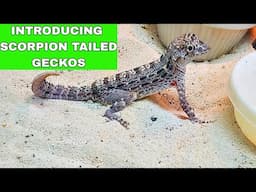 Scorpion Tailed Geckos!   Time for breeding our pair.  Pristurus carteri  🦎🦎🦎