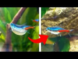 this fish was always 2 steps ahead (neoncado) | Fish Tank Review 309