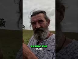 How do BULLS build muscle... FROM GRASS!?