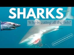 Shark Attack Underwater