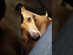 Service dog nose boop..