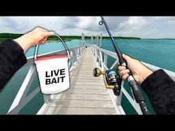 Fishing a NEW PIER for Whatever Bites.. (Surprising!)