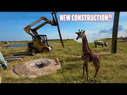 BUILDING THE BIGGEST ENCLOSURE EVER! *INSANE*