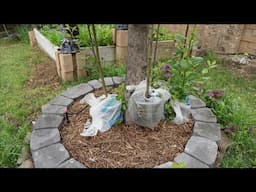 Air Layer Pear Tree From Original Root Stock
