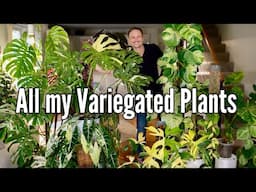 Variegated Plants: Beauty or Overhyped?