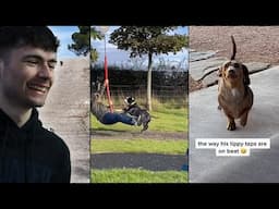 BRITS React to When God Sends you a Funny Dog!
