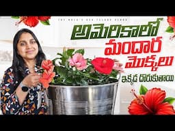 ఈ Year Actually చాలా లేట్ అయింది | Telugu vlogs form USA | Gardening America Hibiscus Flower plants