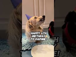 Everything Daphne did on her birthday!🎉