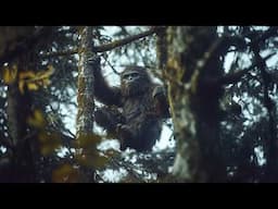 If This Isn’t Bigfoot, WHAT Is It? Mystery Figure Concealed in Woods