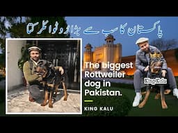 Biggest Rotwiller of Pakistan:Mr King Kalu