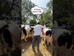 30 లీ పాల HF ఆవులు షిర్డీ మార్కెట్ లో తక్కువ ధరలు || Heavy milk HF Cows Price