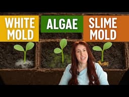 Seedling KILLERS Hiding in Your Soil – Mold, Algae, & Slime Mold Exposed!