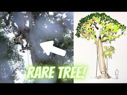 Climb and Draw Rare Tropical Oak: Ten Days Ten Trees