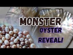 Opening a Massive Oyster -- What's Inside?