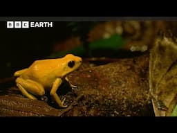 The Search for a Poison Dart Frog | Deadly 60 | BBC Earth Kids