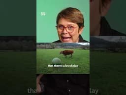 Cows can play soccer?
