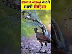 आवाज नक़ल करने वाली चिड़िया।