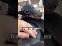 Its exhausting #dog #funny #puppy #doberman #dobermanpinschers #dobermanpuppy #dogsfunny