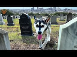 Thirsty Husky Puppy Abandoned in Cemetery in 105 Degree Heat Rescued By Hall Of Fame Coach