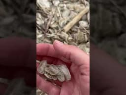 Millions of Sea Animals Wash Up on the Beach! 😱 #animals #nature #shorts