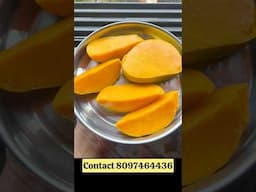 फळांचा राजा हापूस आंबा कोकणातल्या रत्नागिरीच्या बागेतनं थेट तुमच्या घरात #konkan #ratnagiri #mango