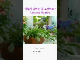 바니테일 (Lagurus ovatus) 꽃이 시들어도 버리지 마세요