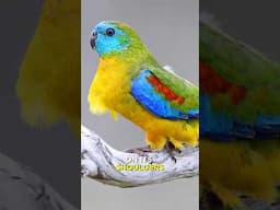 This is the world's most beautiful parrot