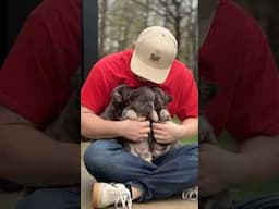 Meet these adorable Fluffy Frenchies 😍😍 #fluffyfrenchbulldog #frenchbulldog #frenchie