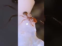 SAVING an ant TRAPPED in SLIME!!