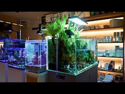 FULL TOUR OF AN AMAZING AQUASCAPING STORE IN KYOTO JAPAN!