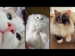 Cute and funny CATS.🐱 And Some Just Interesting Moments.😻Videos🔶 Сompilation # 52🔶