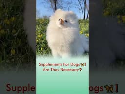 Supplements For Dogs 🦮❗️ Any They Necessary❓