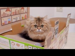 The cat cafe staff were so cute when they were cold towards customers!