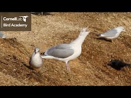 Decoding Gull Behavior