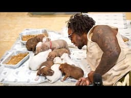 Feeding My Puppies Food For The FIRST Time!