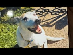 Monty has gone to the rainbow bridge … Monty’s story