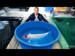 Inside the Secret World of Million-Dollar Koi Fish!