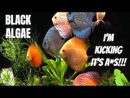 KICKING BBA (black beard algae) in the A*S & Winning the Battle!