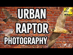 Urban Raptor Photography