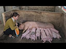 Full video: How to raise sows to give birth to many piglets, bringing in high income. Ep 354