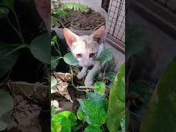 A Curious Cat😺#cute #cat #cats #vetsdiary