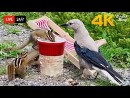 🔴 24/7 LIVE: Cat TV for Cats to Watch 😺 Chipmunks Gone Wild! Epic Birds vs Squirrels 🐿️ Cat Games