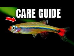 White Cloud Minnow - The ULTIMATE Beginner Fish