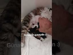 BEBEK KEDİLER GELDİ :)