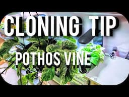 CLONING TIPS - POTHOS VINES