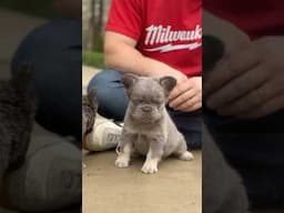 Fluffy and so adorable! 🥰 #fluffyfrenchbulldog #frenchbulldoglover #frenchbulldog